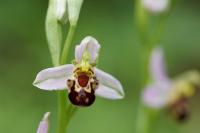Ophrys apifera