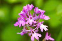 Anacamptis pyramidalis