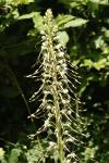 Himantoglossum hircinum