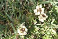 Prunella laciniata