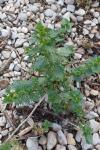 Urtica urens