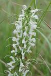 Salvia pratensis