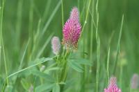 Trifolium rubens