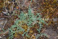 Seseli montanum