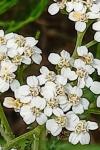 Achillea millefolium