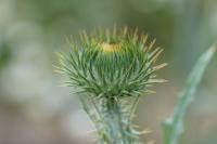 Onopordum acanthium