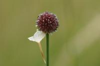 Allium vineale