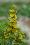 Lysimachia vulgaris