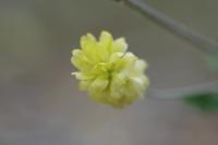 Trifolium campestre