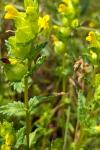 Rhinanthus minor