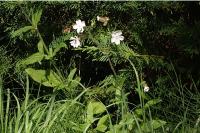 Silene latifolia