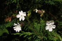 Silene latifolia