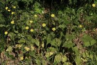 Lapsana communis