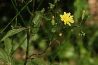Lapsana communis