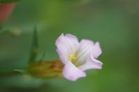 Gratiola officinalis