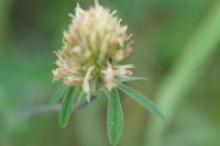 Trifolium ochroleucon