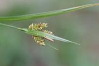 Carex pallescens
