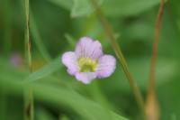 Gratiola officinalis