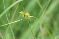 Carex flava