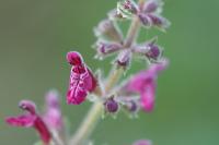 Stachys sylvatica