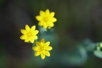 Blackstonia perfoliata