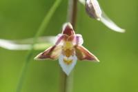 Epipactis palustris