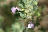 Teucrium botrys