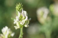 Medicago sativa subsp. falcata
