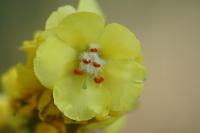 Verbascum thapsus