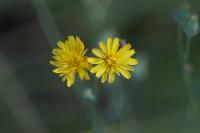 Crepis capillaris