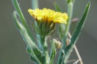 Picris hieracioides
