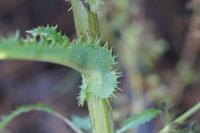 Sonchus asper