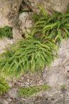 Asplenium trichomanes