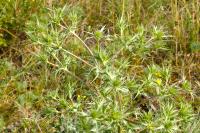 Eryngium campestre