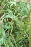 Epipactis muelleri