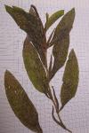Potamogeton lucens
