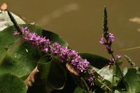 Lythrum salicaria