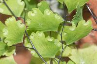 Adiantum raddianum
