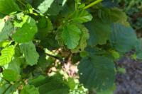 Alnus glutinosa