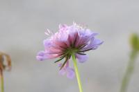 Scabiosa columbaria