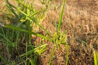Cyperus eragrostis