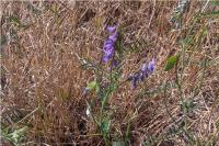Vicia cracca
