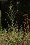 Chenopodium album