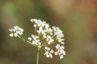 Pimpinella saxifraga