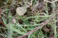 Centaurea jacea