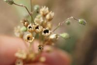 Spergula arvensis