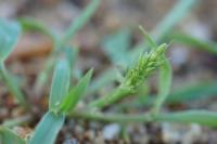 Setaria italica