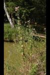 Eupatorium cannabinum