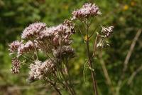 Eupatorium cannabinum