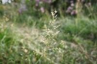 Agrostis capillaris